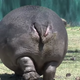 Image for article titled Hippos even funnier when you pretend their ass is their face, internet discovers
